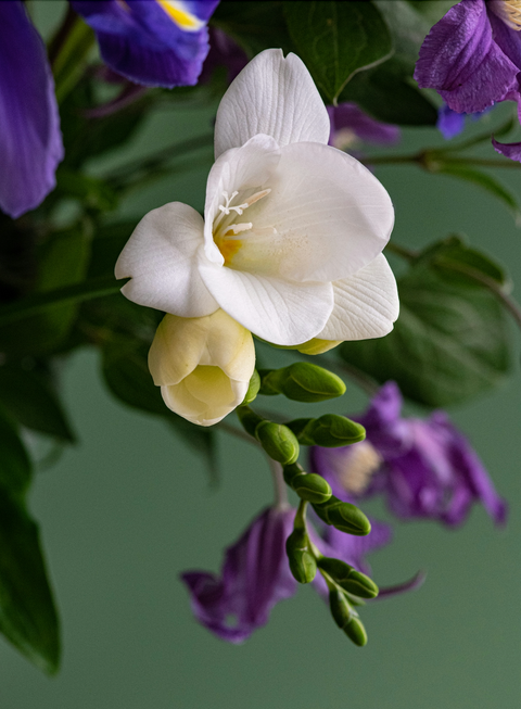 Flor de orquídea y lily Vento Barcelona