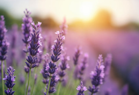 Fragancia de Lavanda